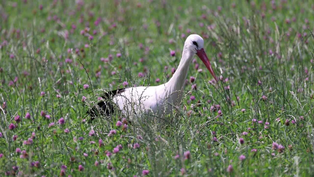 꽃 ⁇  사이에서  ⁇  호랑이가  ⁇ 빛에 먹이를 사냥하는 클로즈업 트래킹  ⁇ , 슬로우 모션