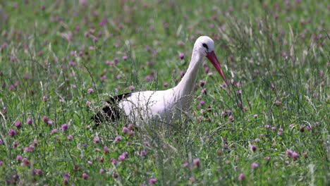 Close-up-tracking-shot-of-white-stork-between-flower-field-hunting-prey-in-sunlight,-slow-motion