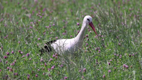 disparo de seguimiento de cerca de la cigüeña blanca entre los campos de flores cazando presas a la luz del sol, cámara lenta