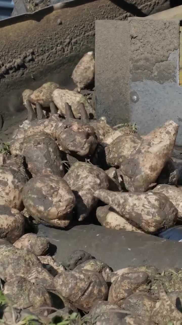 Barbabietole da zucchero che si muovono lungo un nastro trasportatore industriale per la raccolta