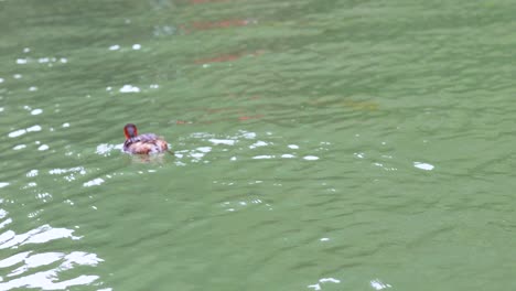 a duck gracefully swims across the river