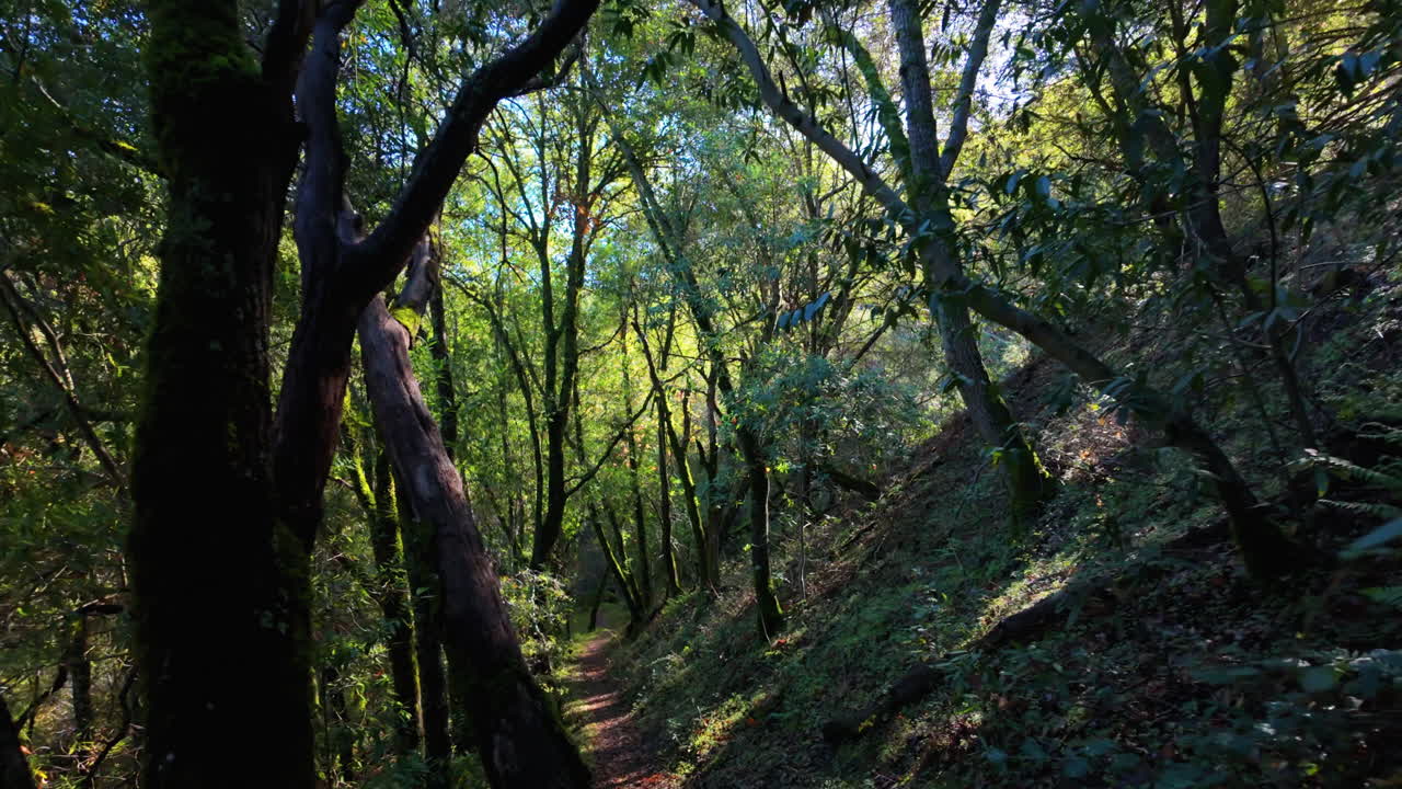 Caminhada em POV por uma trilha na floresta enquanto o sol brilha entre as folhas e árvores em uma paisagem arborizada.