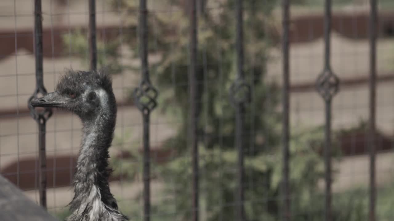 emú en un recinto del zoológico