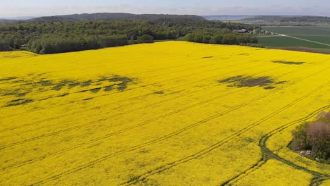 rapeseed field drone footage from above of beautiful yellow crops growing in the farmlands of sweden