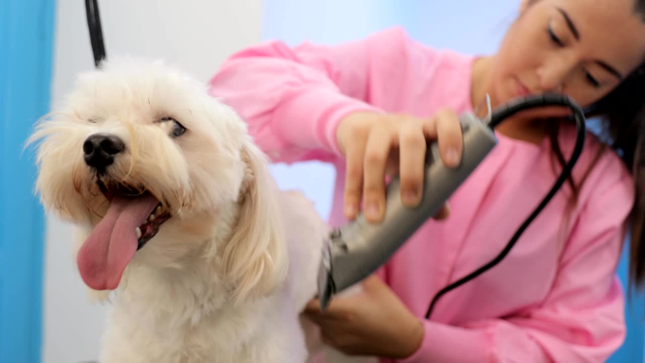 salud animal e higiene para perros limpios en tiendas de mascotas