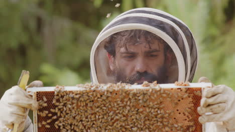 bearded beekeeper picks up hive frame crawling with honeybees for inspection