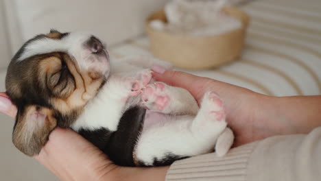 pet owner is holding a newborn pet - a small beagle puppy.