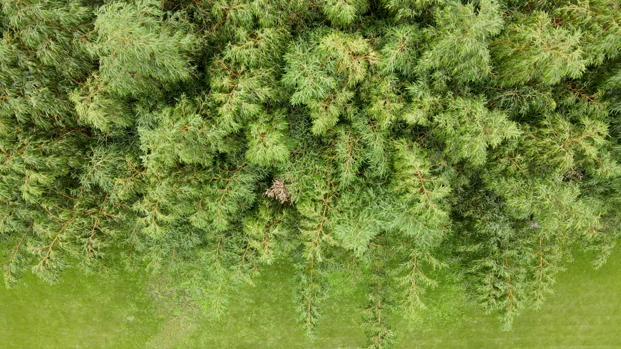 воздушный вид сада с газоном и зелеными растениями бамбуковые леса