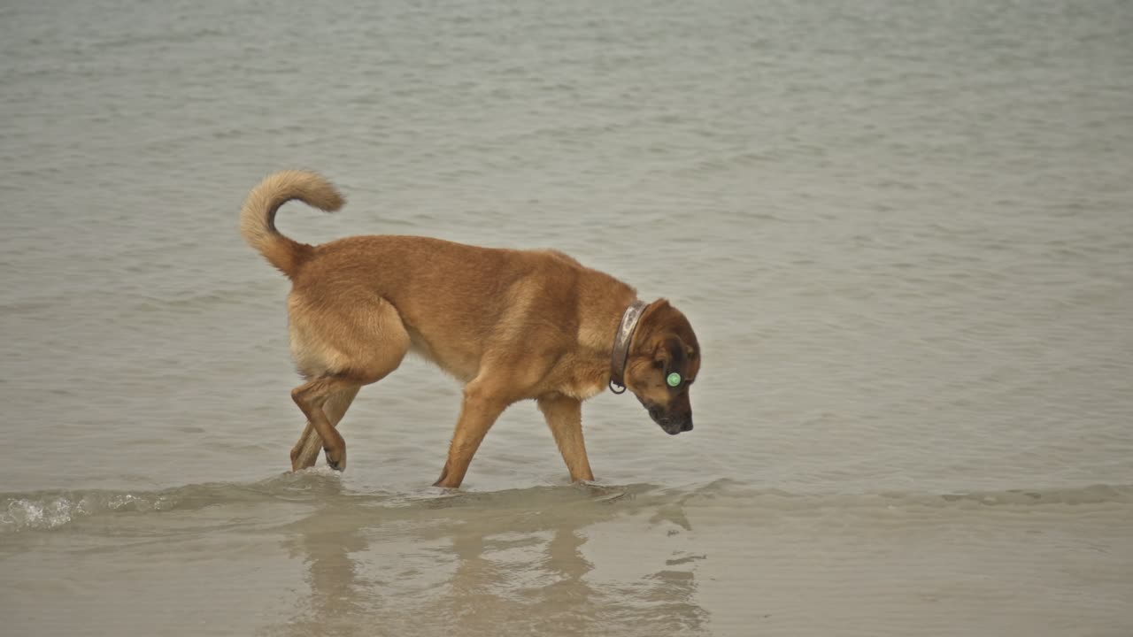 perros nadando, corriendo, jugando en el mar 4k uhd