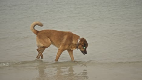 Hunde-Schwimmen,-Laufen,-Spielen-Im-Meer-4k-Uhd