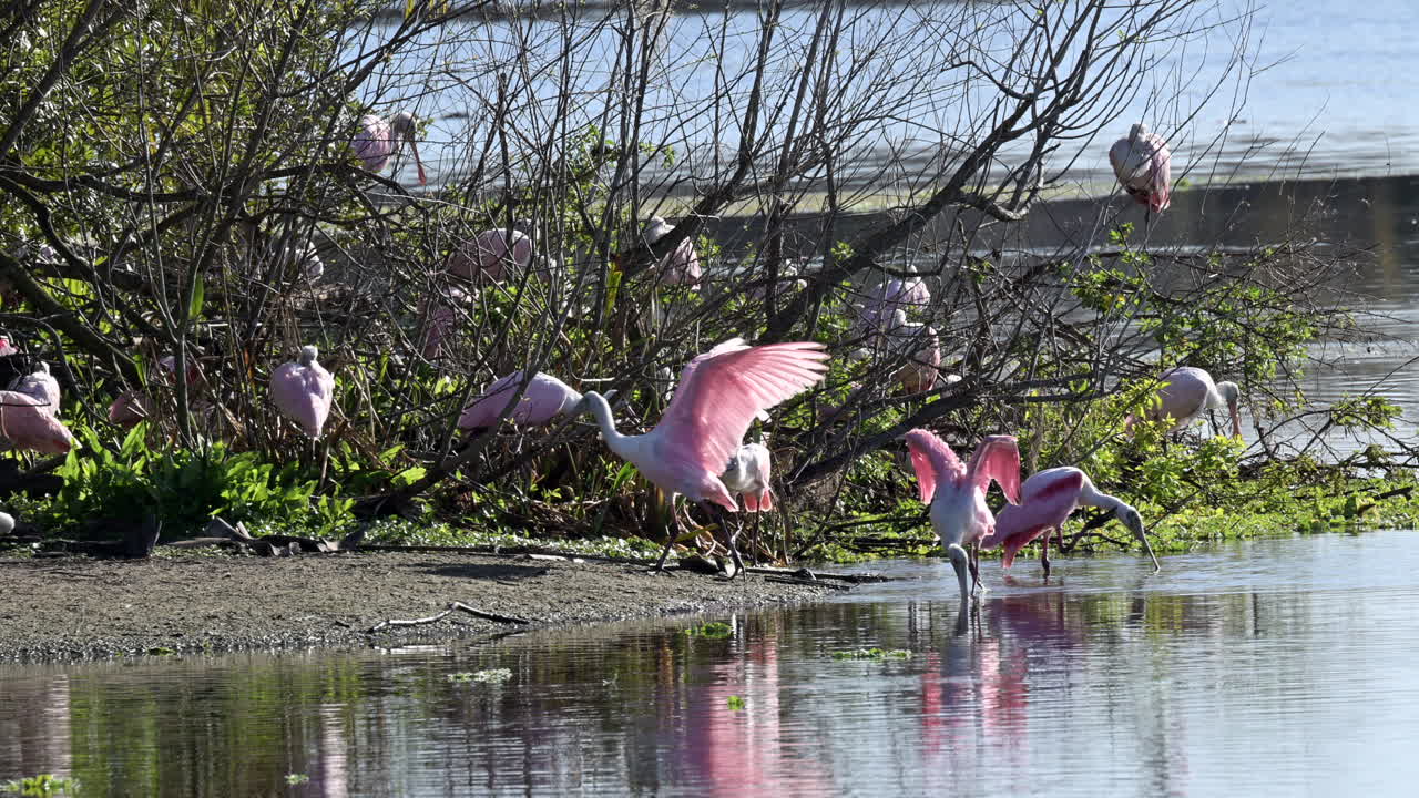 Roseate spoonbill flock on a sandy beach at a water's edge of a lake