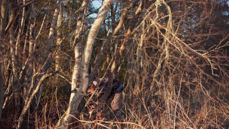 a man is utilizing a chainsaw to cut down a tree - static shot