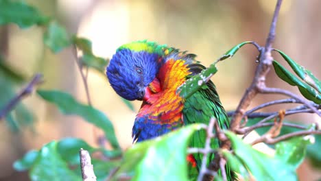 hermoso lorikeet arco iris, trichoglossus moluccanus encaramado en la rama de un árbol, arreglando, arreglando y limpiando sus vibrantes plumas en su hábitat natural, entorno de bosque tropical, toma de cerca