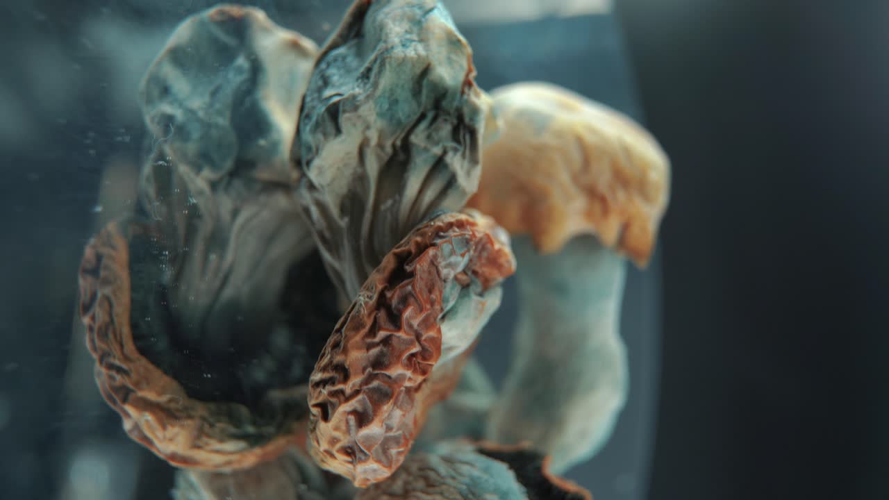 수직 매크로 영화 회전  ⁇  마법의 정신 활성 psilocybin 환각 마른 버섯 노란색 빨간색 모자, 회전 360 반사 스탠드, 스튜디오 조명, 4k 비디오
