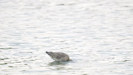 Black-tailed-Godwit-walking-in-water-in-search-of-food