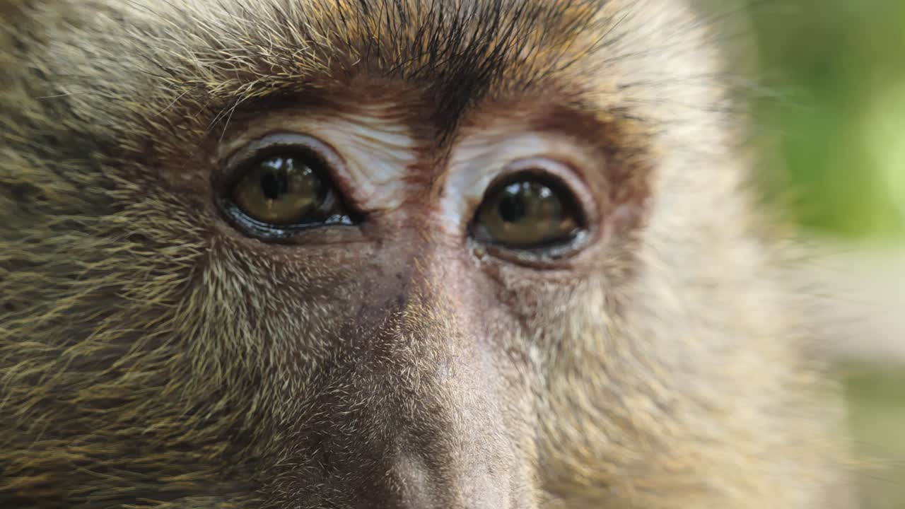 Sguardo espressivo di primate con sopracciglia alzate che mostra sorpresa, Cebu, Filippine.
