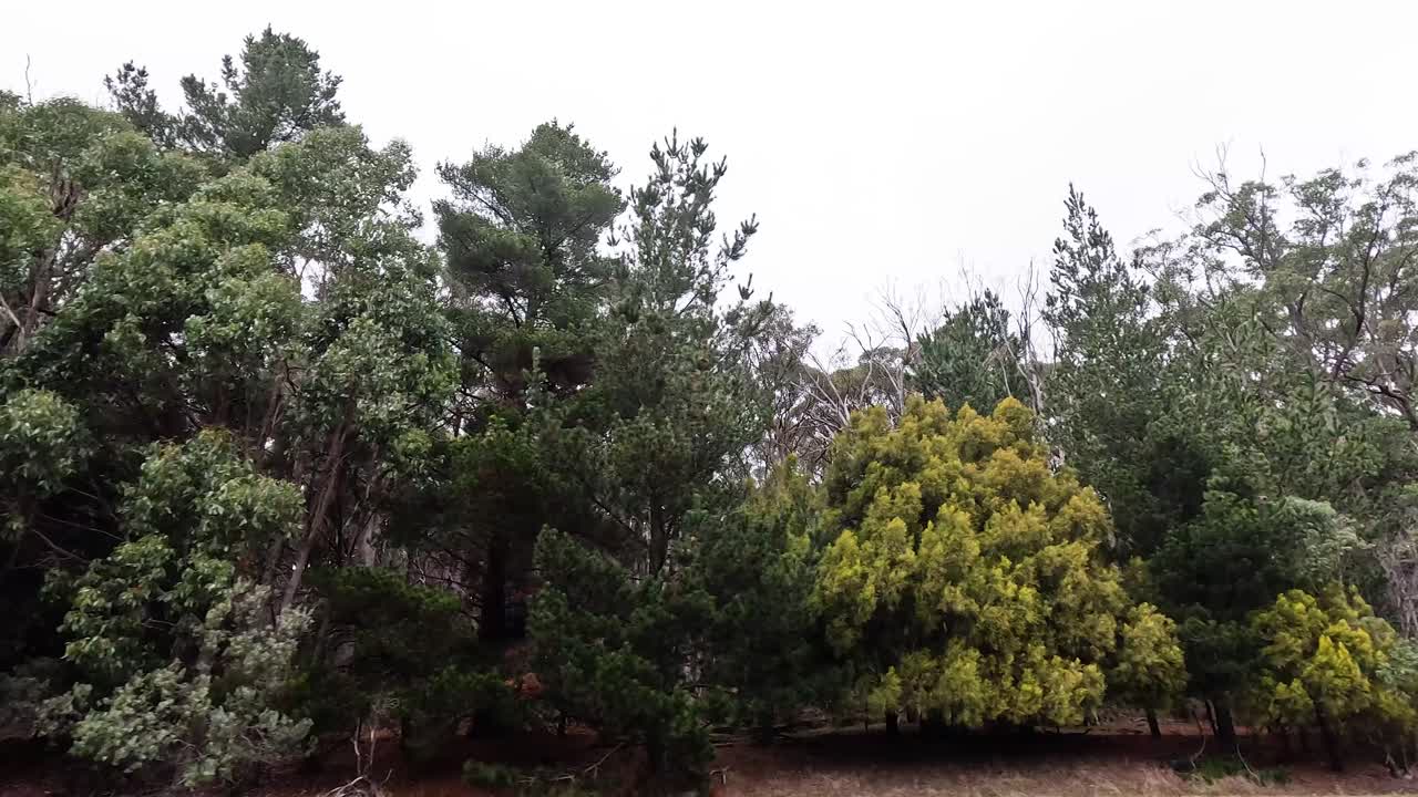 пышная зелень и разнообразные деревья в мелбурнском лесу