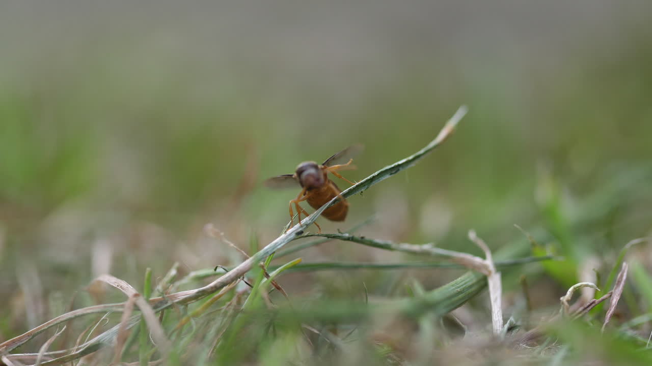 Male Black Ant (Lasius niger) taking flight. Macro of Winged Ant in Motion (UK Nature)