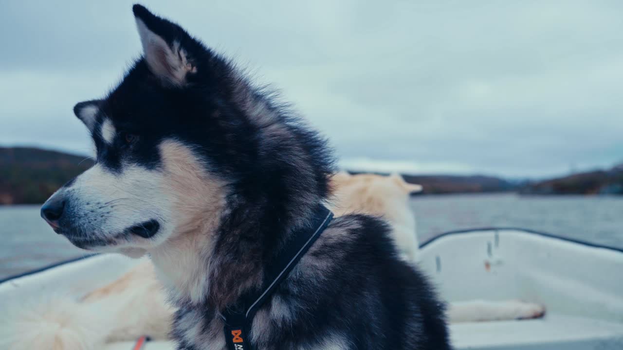 Hunde sejler i en båd over søen i Åfjord, Norge - Nærbillede.