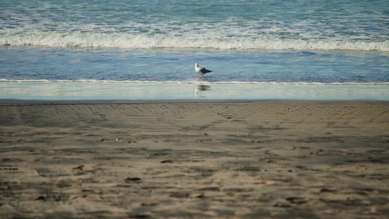 평범한 바다표범이 부드러운 바다 조류에서 고 수영하는 느린 동영상