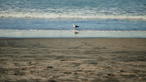 common seagull walking and swimming in the gentle ocean tide slow motion