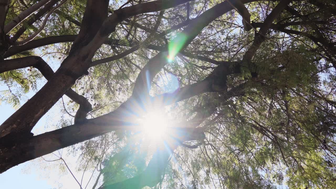 A cinematic shot capturing sunlight filtering through tree branches with soft rays shining through the leaves. Smooth gimbal movement creates a serene and peaceful outdoor atmosphere.