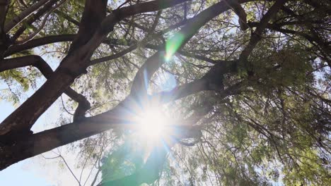 a cinematic shot capturing sunlight filtering through tree branches with soft rays shining through the leaves. smooth gimbal movement creates a serene and peaceful outdoor atmosphere.