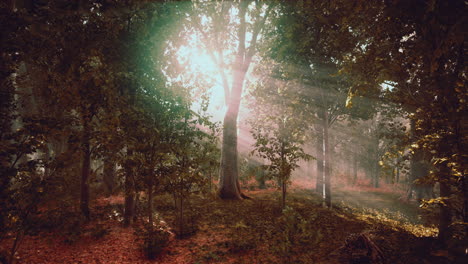 la luz que brilla en la naturaleza
