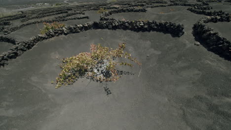 Einzigartiger-Weinberg-Von-La-Geria-Auf-Lanzarote,-Kanarische-Inseln