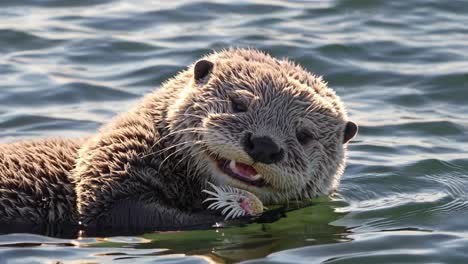 sea otter eating in the ocean