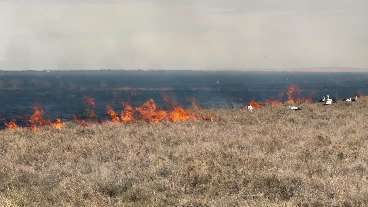 Panorering åt höger av vita storkar (Ciconia ciconia) som fångar insekter och små djur som flyr från lågorna under en skogsbrand i Serengeti nationalpark. Tanzania