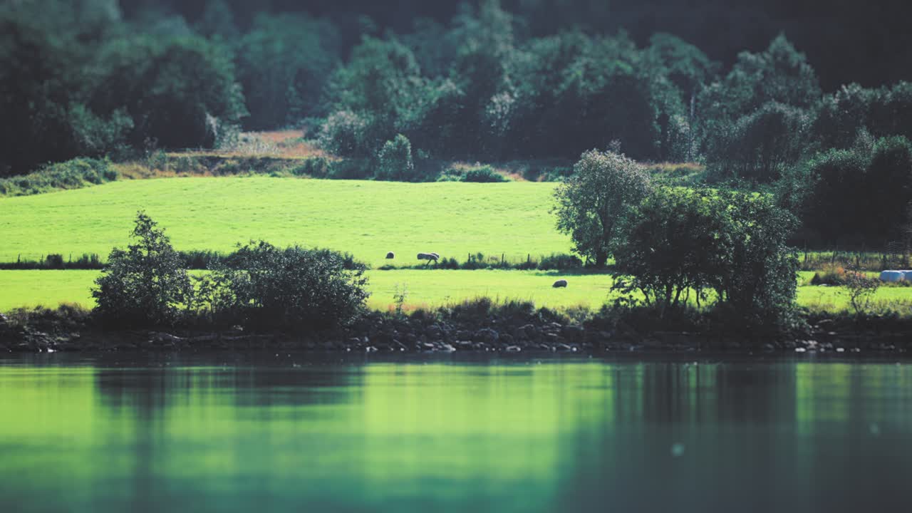 un rebaño de ovejas en las exuberantes costas verdes del lago loenvatnet