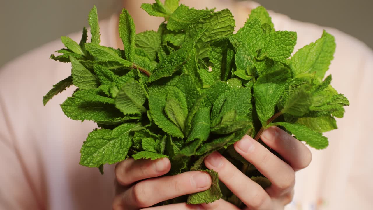 Fresh Mint Leaves Held in Hands