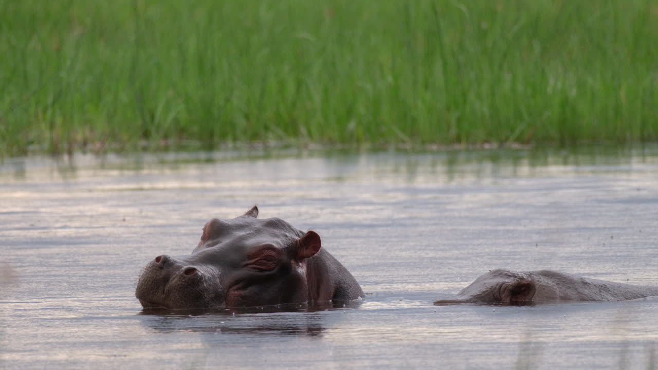 Flodhest som løfter hodet ut av vannet og åpner munnen – Nærbilde.