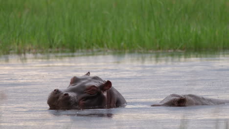 hippo raising its head out of water and opening its mouth - close up