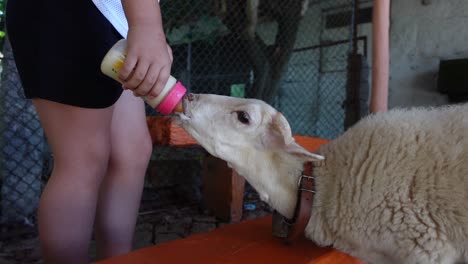 child fed baby sheep with a bottle