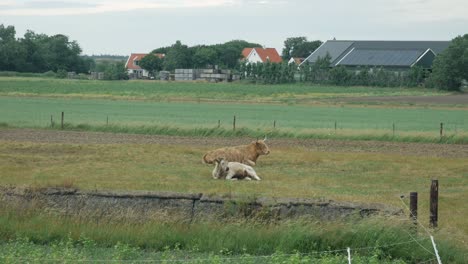 Plano-General-De-Pastoreo-De-Vacas-De-Las-Tierras-Altas-Escocesas-En-La-Pradera-En-La-Naturaleza-Durante-El-Día