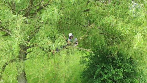 an aerial view of a tree surgeon trimming a large tree