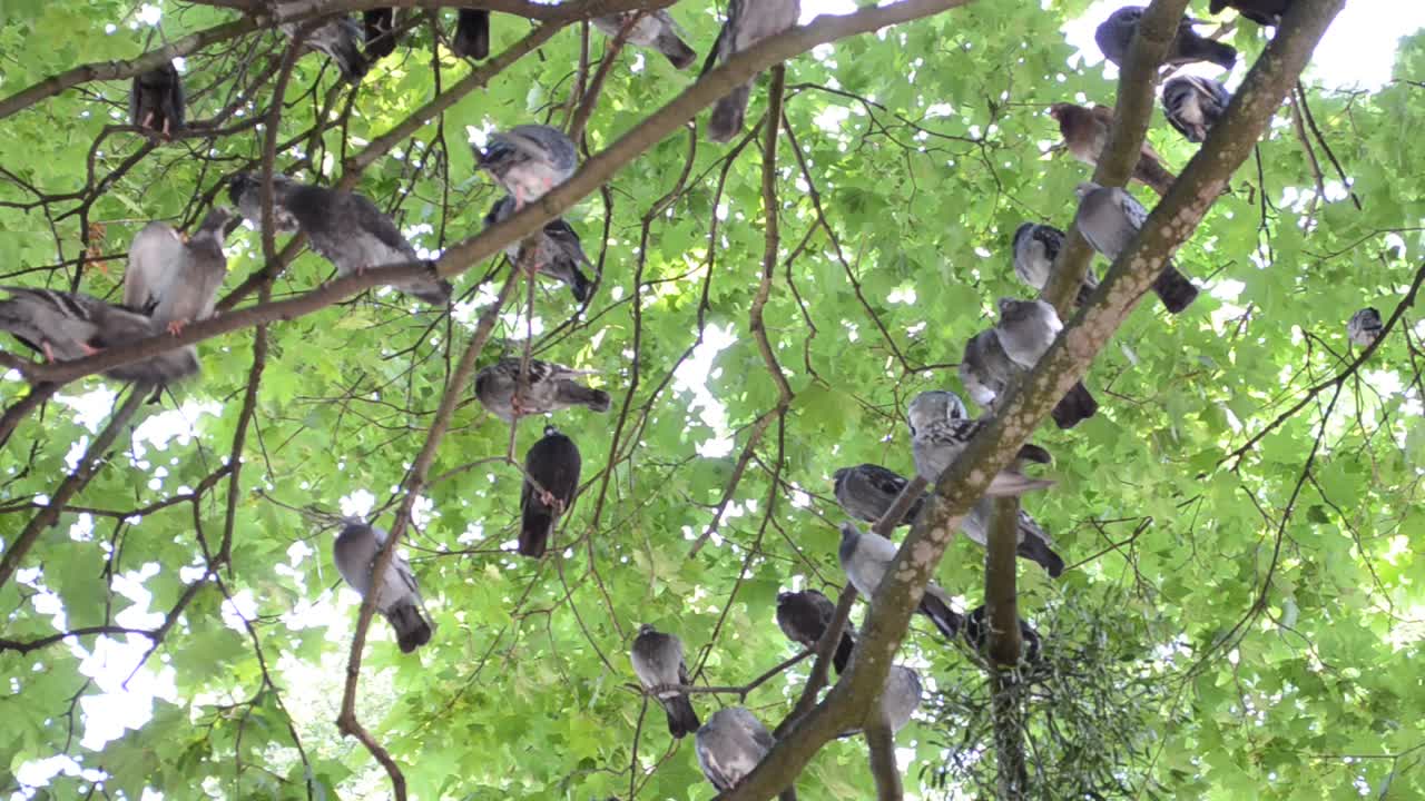 Piccioni su un ramo. Ci sono molti piccioni su un albero