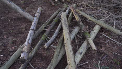 tossing logs on top of others in the forest to stack up firewood