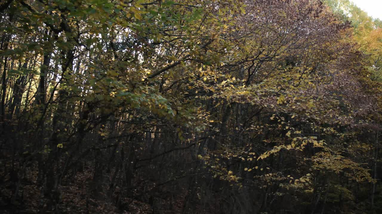 Sunshine through the autumn forest