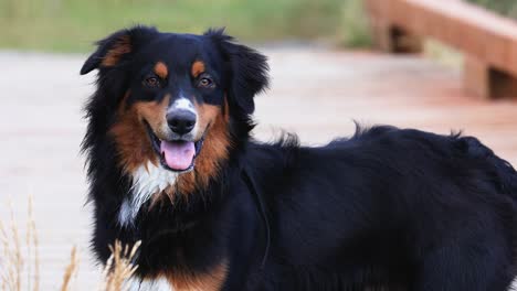 perro pastor australiano sonriendo con la lengua fuera canon