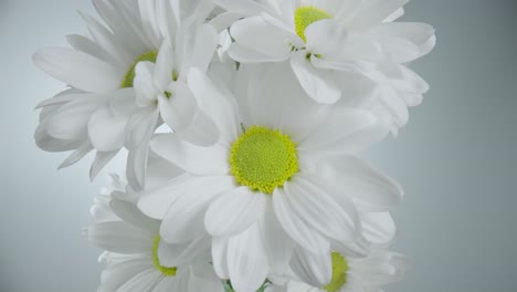 close-up of a bouquet of white daisies