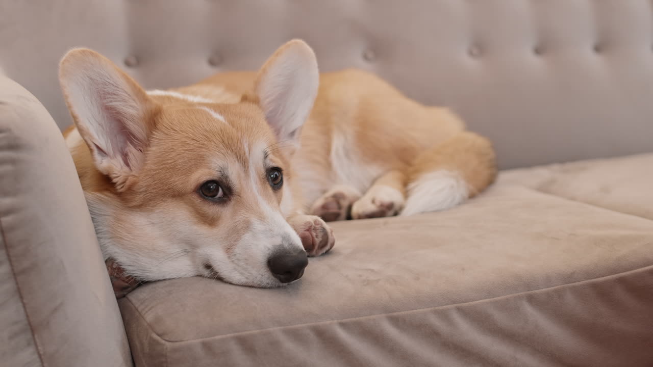 소파에 잠자는 사랑스러운 코르기 개