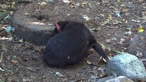 wild tasmanian devil spotted preening and cleaning its fur, close up shot of australian native protected wildlife species