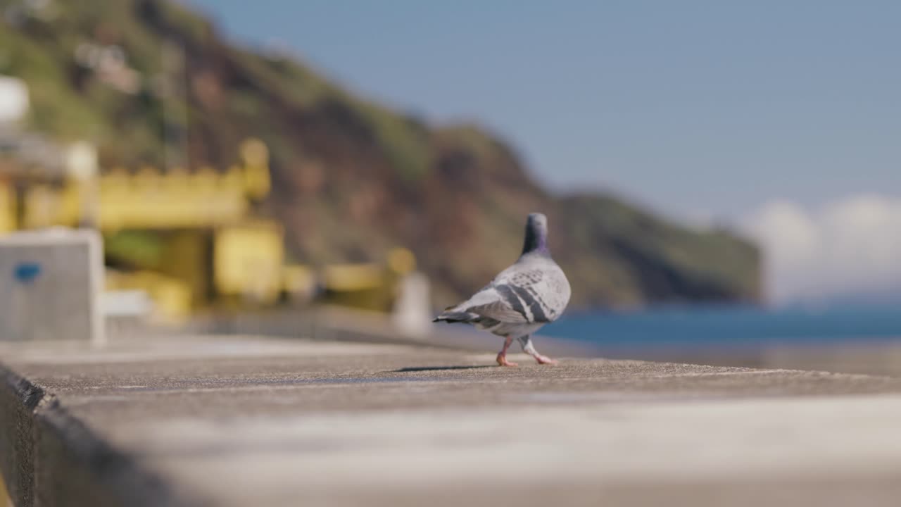 Pigeon flying away in slow motion, in Funchal, Madeira