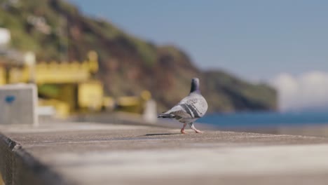 paloma volando lejos en cámara lenta, en funchal, madeira