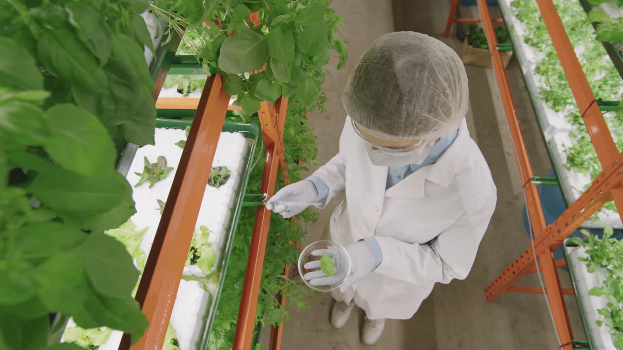 Female Biologist Doing Research in Vertical Farm