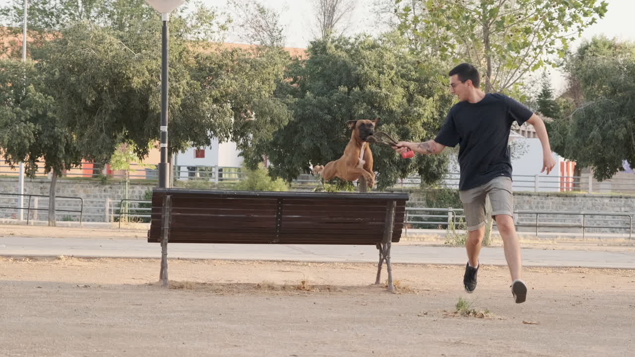 Dog jumping off a park bench at sunset, slow motion video, 60 fps
