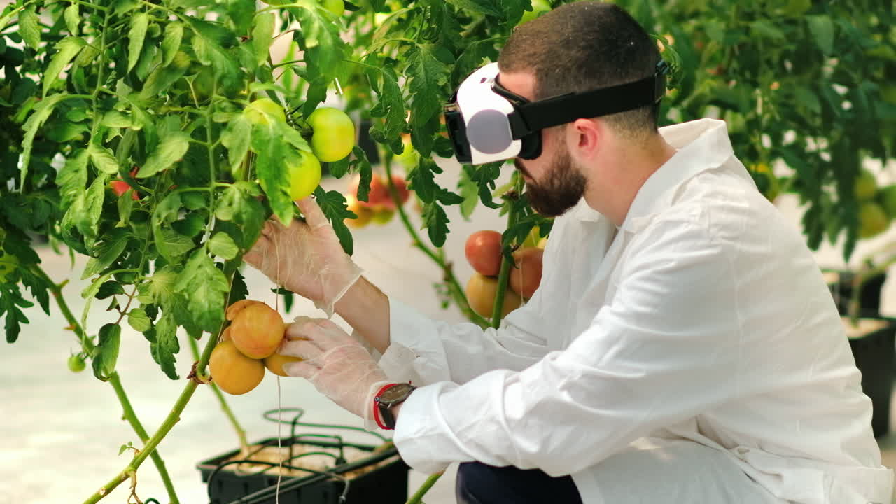 Laboratory technician in a white coat wearing a Virtual Reality headset, analysing tomatoes grown in a greenhouse